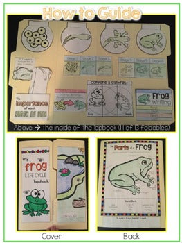 Life Cycle of a Frog Lapbook {with 13 foldables} Frog Life Cycle INB