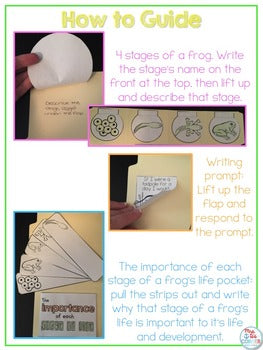 Life Cycle of a Frog Lapbook {with 13 foldables} Frog Life Cycle INB