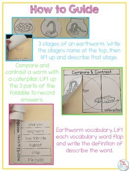 Life Cycle of an Earthworm Lapbook {with 11 foldables} Worm Life Cycle INB