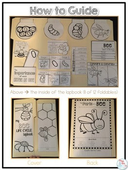 Life Cycle of a Bee Lapbook {with 12 foldables} Honeybee Life Cycle INB