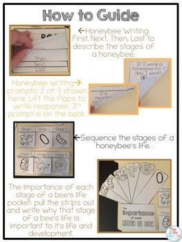 Life Cycle of a Bee Lapbook {with 12 foldables} Honeybee Life Cycle INB