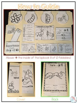 Life Cycle of an Ant Lapbook {with 12 foldables} Ant Life Cycle INB ...