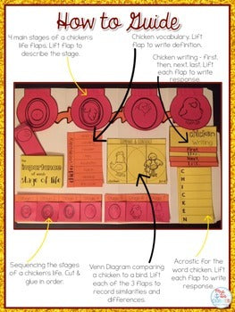 Life Cycle of a Chicken Lapbook {with 10 foldables} Chicken Life Cycle INB