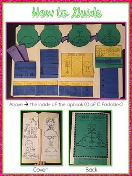Life Cycle of a Plant Lapbook {with 10 foldables} Flower Life Cycle INB