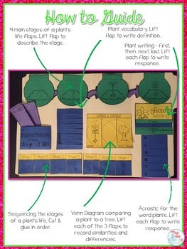Life Cycle of a Plant Lapbook {with 10 foldables} Flower Life Cycle INB