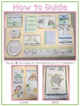 Life Cycle of a Sea Turtle Lapbook {with 12 foldables} Sea Turtle Life Cycle INB