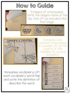 Life Cycle of a Bee Lapbook {with 12 foldables} Honeybee Life Cycle INB