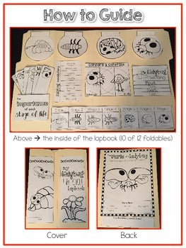 Life Cycle of a Ladybug Lapbook {with 10 foldables} Ladybug Life Cycle INB