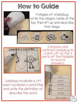 Life Cycle of a Ladybug Lapbook {with 10 foldables} Ladybug Life Cycle INB