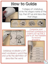 Load image into Gallery viewer, Life Cycle of a Ladybug Lapbook {with 10 foldables} Ladybug Life Cycle INB