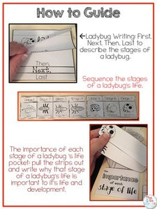 Life Cycle of a Ladybug Lapbook {with 10 foldables} Ladybug Life Cycle INB