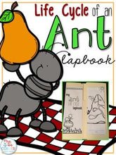 Load image into Gallery viewer, Life Cycle of an Ant Lapbook {with 12 foldables} Ant Life Cycle INB