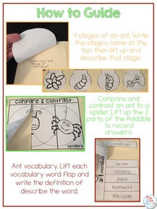 Life Cycle of an Ant Lapbook {with 12 foldables} Ant Life Cycle INB